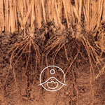 Ielādēt attēlu galerijas skatītājā, Vetiver / Vetīvera BIO ēteriskā eļļa 5g / 15g
