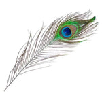 Ielādēt attēlu galerijas skatītājā, Pāva Spalva Natural Peacock Feathers 25-30cm
