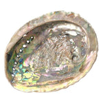 Load image into Gallery viewer, Gliemežvāks Abalone Shell Haliotis Midae - Palo Santo &amp; Sage 12-14cm
