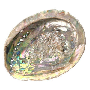 Gliemežvāks Abalone Shell Haliotis Midae - Palo Santo & Sage 12-14cm