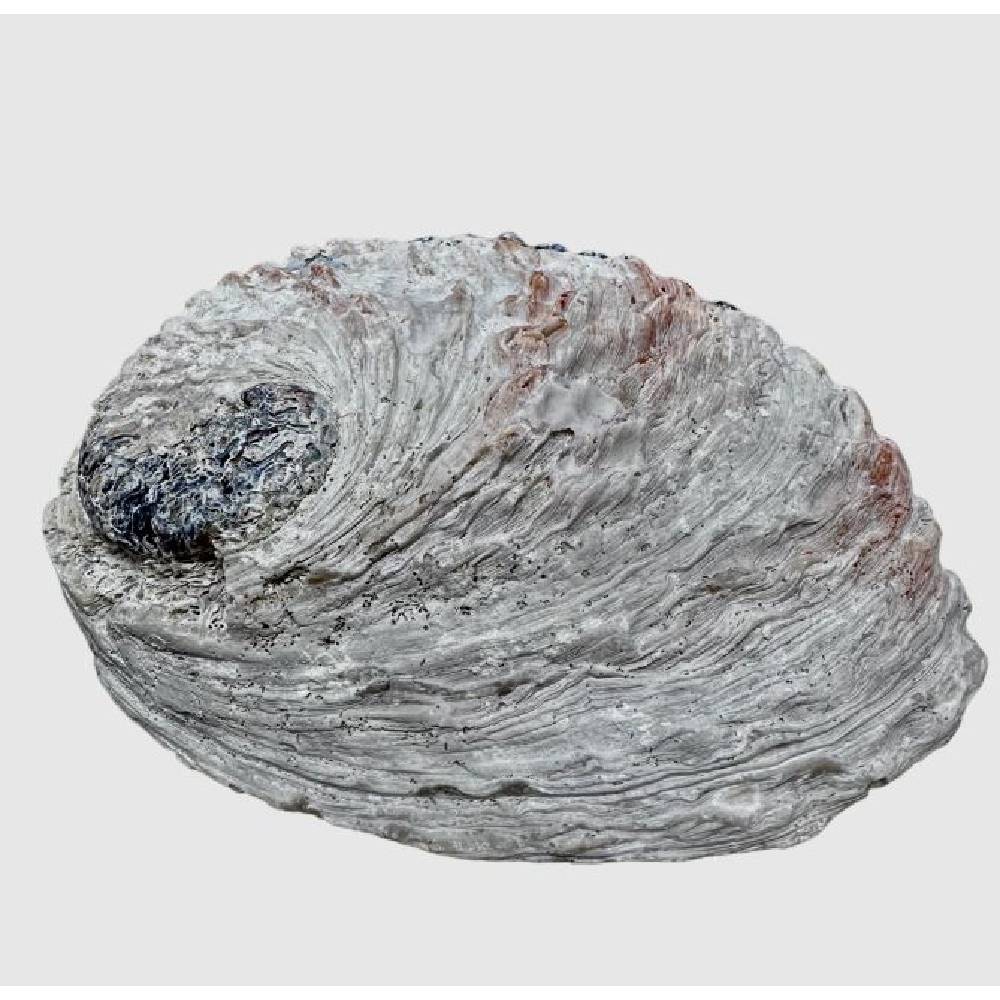 Gliemežvāks Abalone Shell Haliotis Midae - Palo Santo & Sage 12-14cm