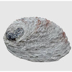 Load image into Gallery viewer, Gliemežvāks Abalone Shell Haliotis Midae - Palo Santo &amp; Sage 12-14cm
