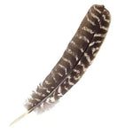 Ielādēt attēlu galerijas skatītājā, Ērgļa Spalva Natural Eagle Feathers 20-30cm
