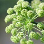 Load image into Gallery viewer, Angelica Root BIO Essential oil 2g
