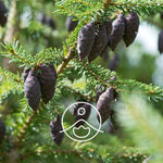 Загрузить изображение в средство просмотра галереи, Black Spruce / Melnās Egles BIO ēteriskā eļļa 5g / 15g
