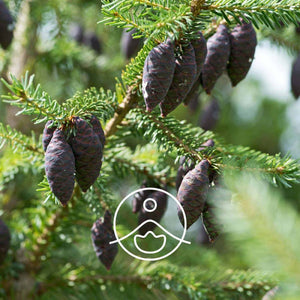 Black Spruce / Melnās Egles BIO ēteriskā eļļa 5g / 15g