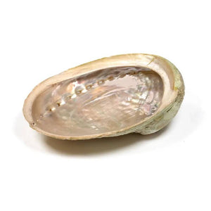 Turētājs Gliemežvāks Abalone Smudging Shell Haliotis Diversicolor L - Palo Santo & Sage
