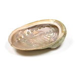 Load image into Gallery viewer, Abalone smudging shell Haliotis diversicolor XL
