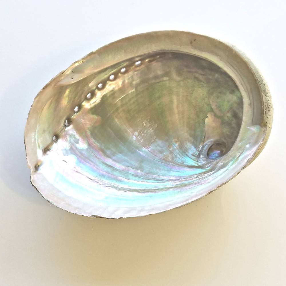 Abalone smudging shell Haliotis diversicolor L
