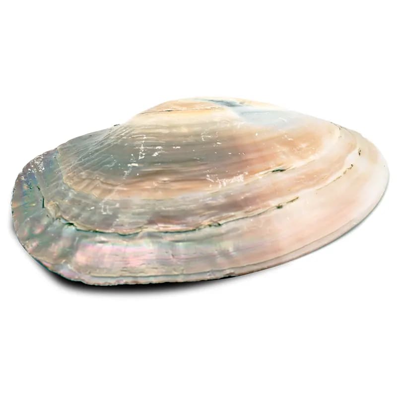 Mother of Pearl Shell with pearls for Palo Santo & Sage