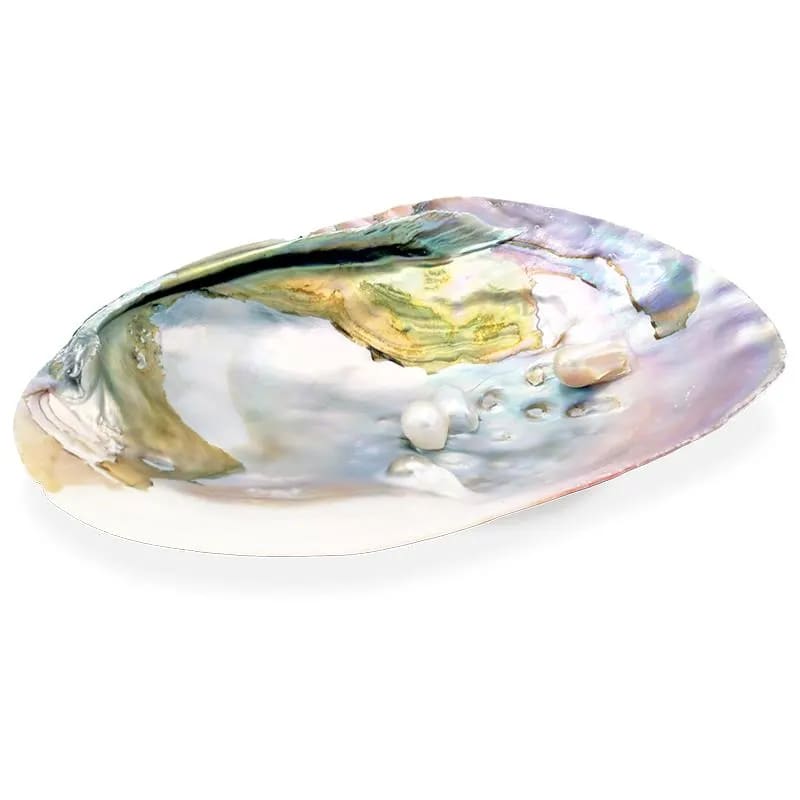 Perlamutrs ar pērlēm Mother of Pearl 15-16cm