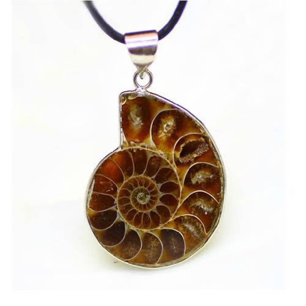 Kulons Amonīts / Ammonite