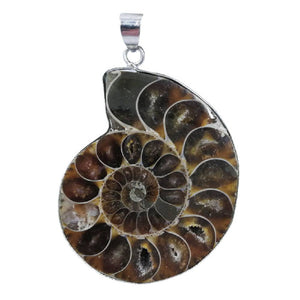 Kulons Amonīts / Ammonite