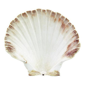 Abalone Shell holder 12-14cm - Palo Santo & Sage