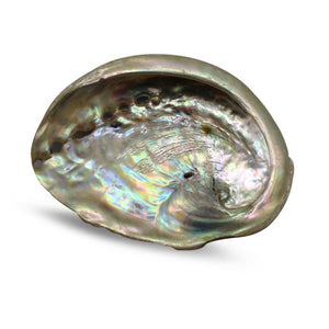 Gliemežvāks Abalone Shell Haliotis Midae - Palo Santo & Sage 10-12cm