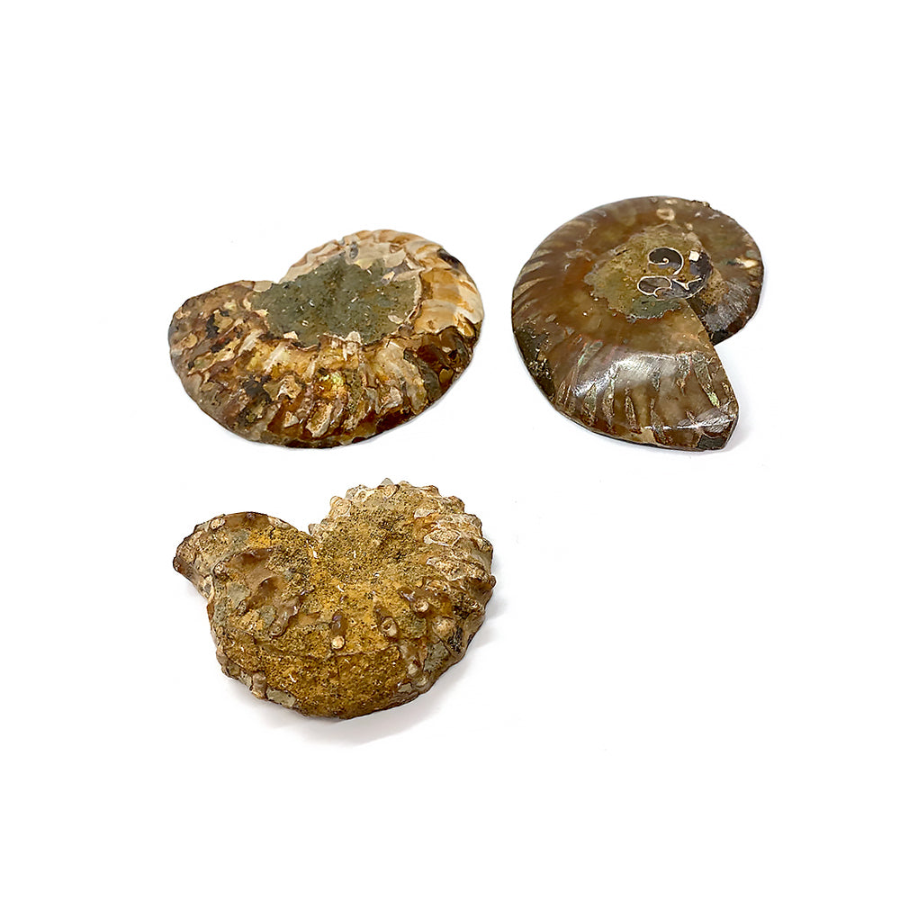 Amonīts / Ammonite