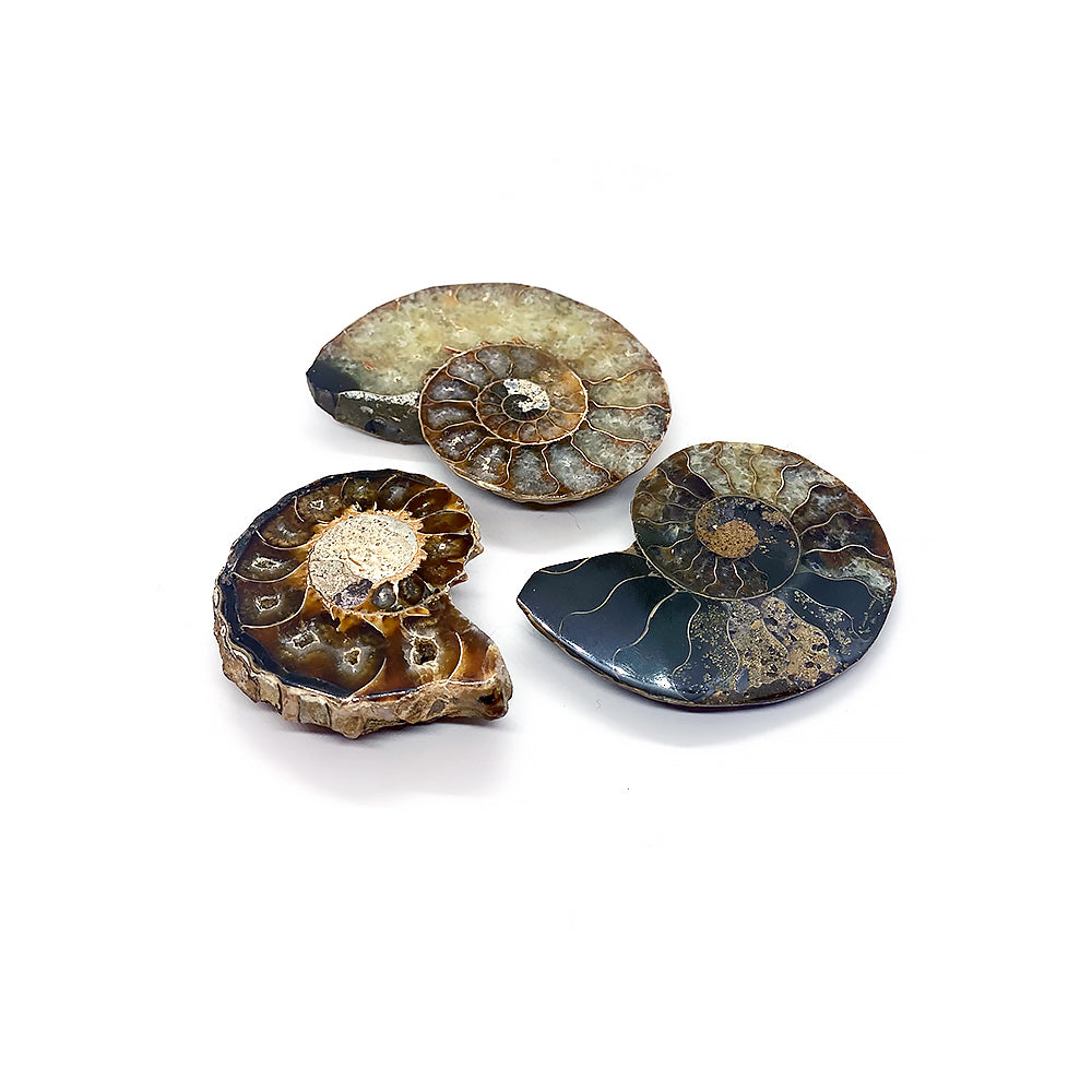 Amonīts / Ammonite