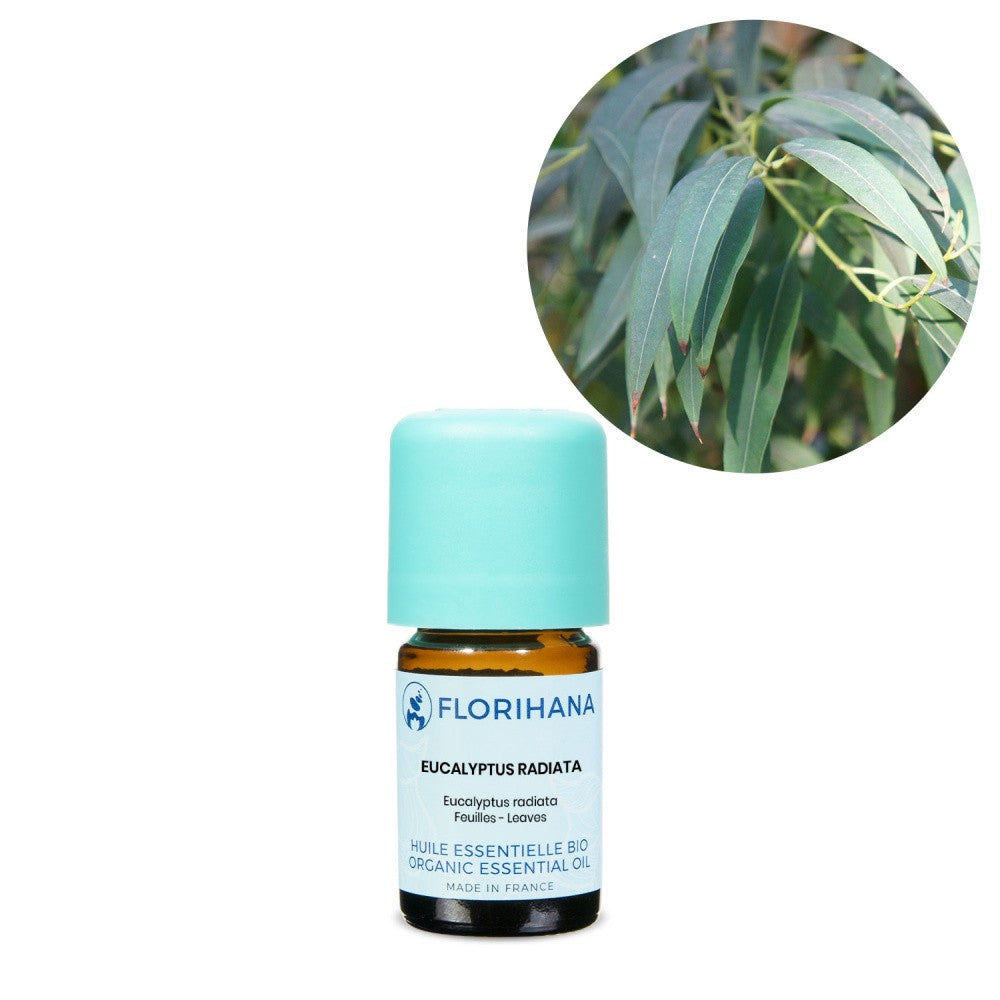 Eucalyptus Radiata / Eikalipts BIO ēteriskā eļļa 5g / 15g